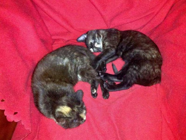 Kätzinnen Thelma und Louise im neuen Zuhause Kätzinnen Thelma und Louise im neuen Zuhause / © 2013 Privat