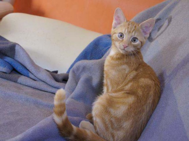 Kater Kevin im neuen Zuhause Kater Kevin im neuen Zuhause / © 2014 Privat