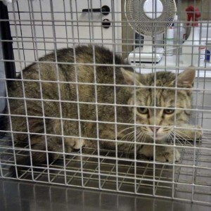 Katzenschutz in Usseln Katzenschutz in Usseln / © 2014 Katzenschutz in Usseln