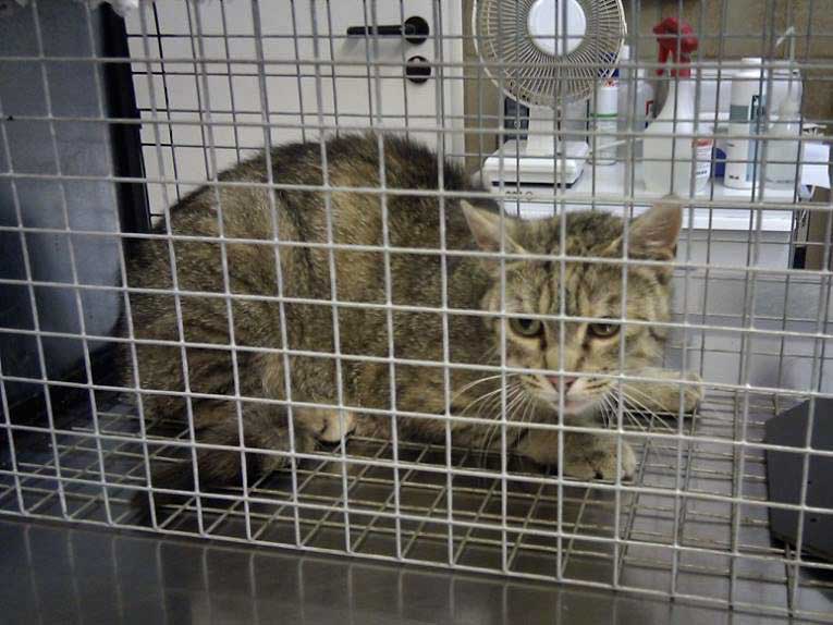 Katzenschutz in Usseln / © 2014 Katzenschutz in Usseln