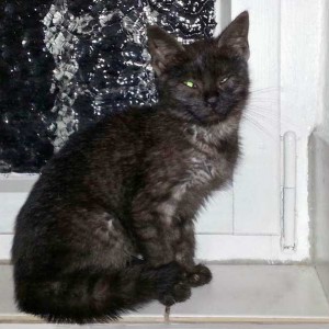 Katzenschutz in Usseln Katzenschutz in Usseln / © 2014 Katzenschutz in Usseln