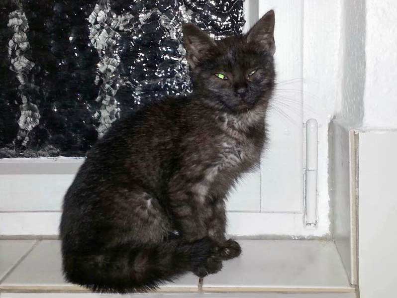 Katzenschutz in Usseln / © 2014 Katzenschutz in Usseln