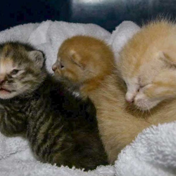 Katzenschutz in Usseln Katzenschutz in Usseln / © 2014 Katzenschutz in Usseln