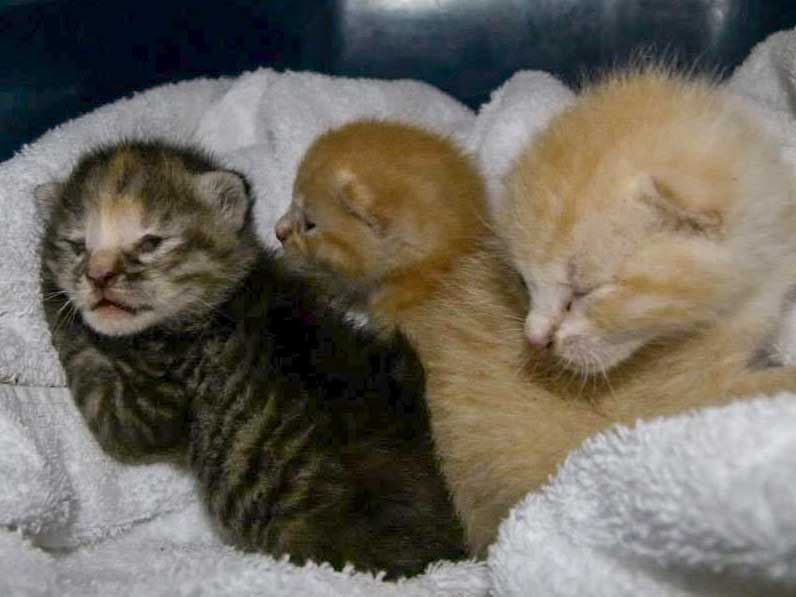 Katzenschutz in Usseln / © 2014 Katzenschutz in Usseln