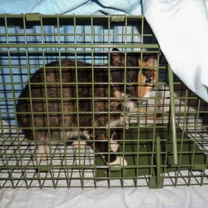 Katzenschutz in Usseln Katzenschutz in Usseln / © 2014 Katzenschutz in Usseln