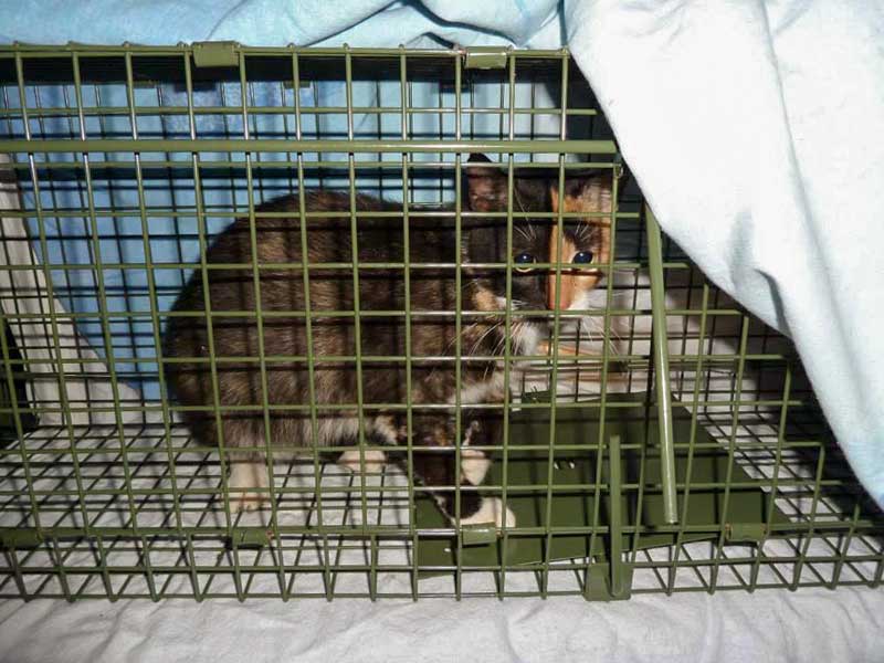 Katzenschutz in Usseln / © 2014 Katzenschutz in Usseln