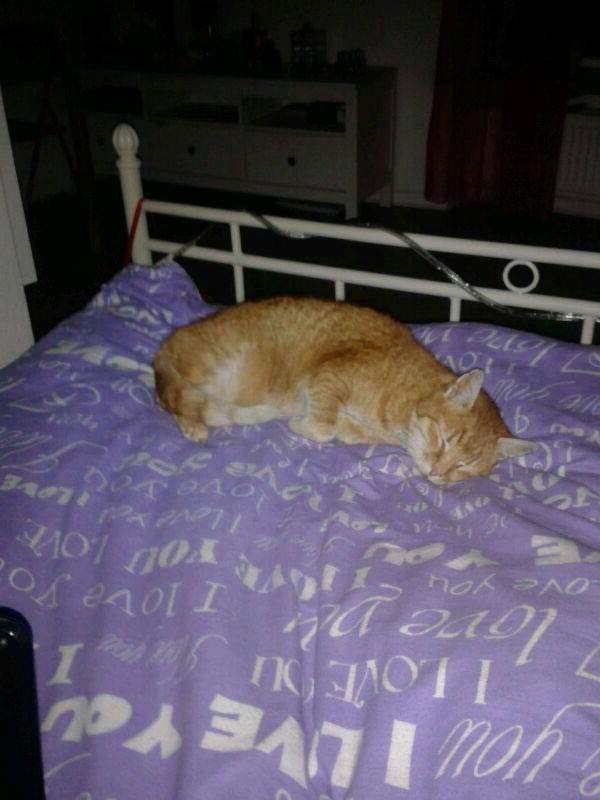 Kater Paulchen - jetzt Tiger - im neuen Zuhause / © 2014 Privat