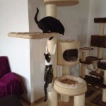 Kater Armani (o.) und Luigi im neuen Zuhause / © 2014 Privat