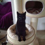 Kater Armani im neuen Zuhause / © 2014 Privat