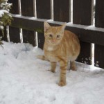 Kater Kevin im neuen Zuhause / © 2014 Privat