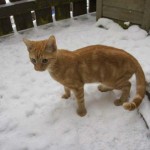 Kater Kevin im neuen Zuhause / © 2014 Privat