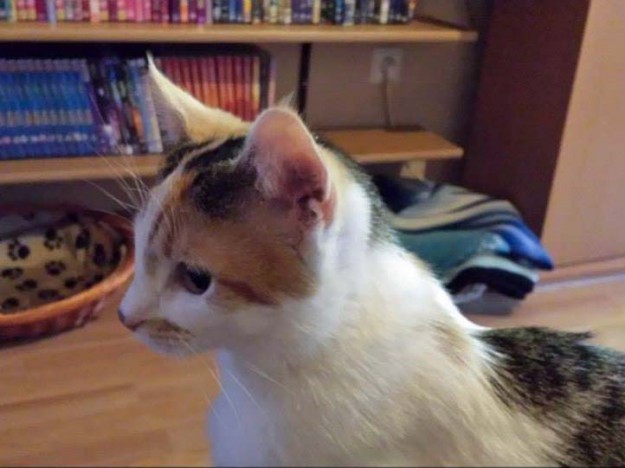 Kätzin Milka - jetzt Melody - im neuen Zuhause / © 2014 Privat