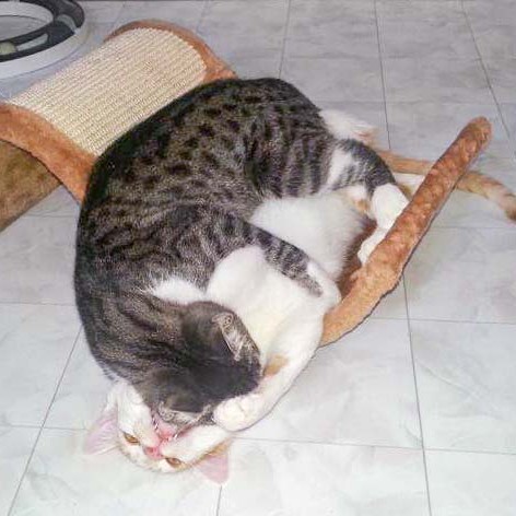 Kater Odin (oben) + Toni mit ihrem neuen Spielzeug / © 2014 Arche KaNaum (DN)