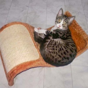 Kater Odin mit seinem neuen Spielzeug Kater Odin mit seinem neuen Spielzeug / © 2014 Arche KaNaum (DN)