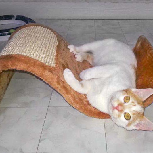 Kater Toni mit seinem neuen Spielzeug / © 2014 Arche KaNaum (DN)