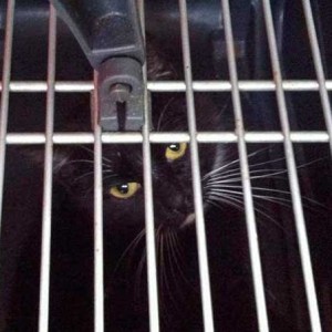 Tierschutz-/Kastrations-Aktion in Berndorf / © 2014 Arche KaNaum (DN)