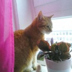 Kater Paulchen - jetzt Tiger - im neuen Zuhause / © 2014 Privat