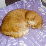 Kater Paulchen - jetzt Tiger - im neuen Zuhause / © 2014 Privat