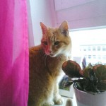 Kater Paulchen - jetzt Tiger - im neuen Zuhause / © 2014 Privat