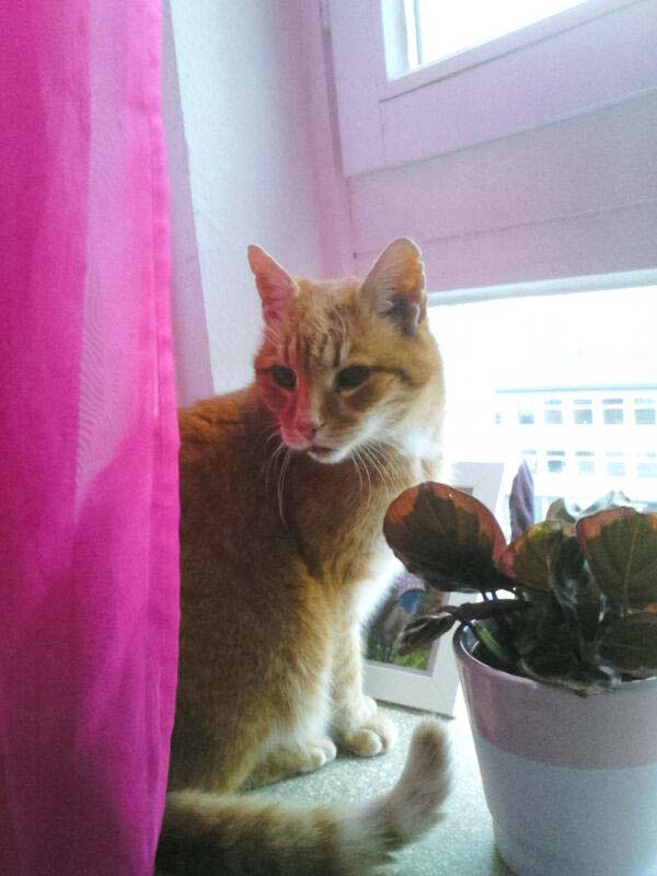 Kater Paulchen - jetzt Tiger - im neuen Zuhause / © 2014 Privat