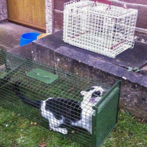 Hilfsaktion für Katzen aus dem Nachlass einer alten Dame / © 2014 Arche KaNaum (DN)