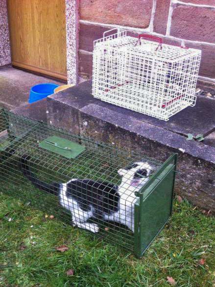 Hilfsaktion für Katzen aus dem Nachlass einer alten Dame / © 2014 Arche KaNaum (DN)