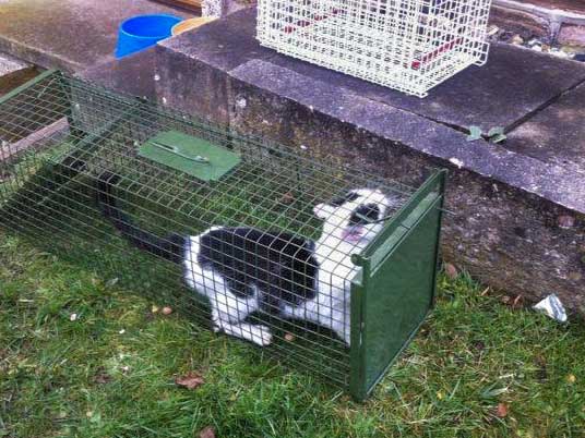 Hilfsaktion für Katzen aus dem Nachlass einer alten Dame / © 2014 Arche KaNaum (DN)