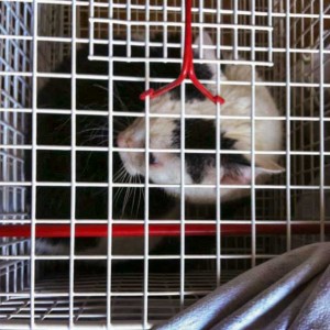 Hilfsaktion für Katzen aus dem Nachlass einer alten Dame / © 2014 Arche KaNaum (DN)