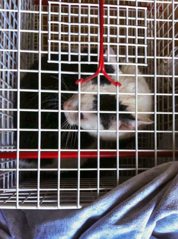 Hilfsaktion für Katzen aus dem Nachlass einer alten Dame / © 2014 Arche KaNaum (DN)