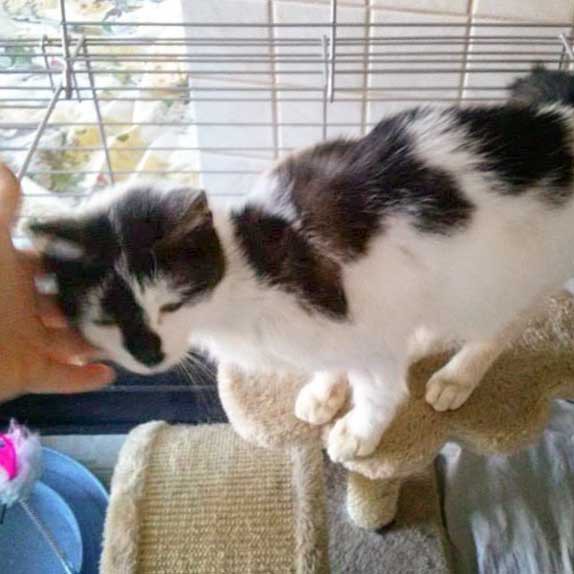 Kätzin Flecki Kätzin Flecki / © 2014 Arche KaNaum