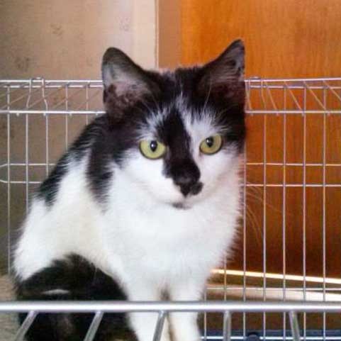 Kätzin Flecki Kätzin Flecki / © 2014 Arche KaNaum