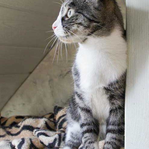 Kater Odin / © 2014 Arche KaNaum (D.N.)