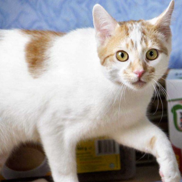 Kater Toni / © 2014 Arche KaNaum (D.N.)