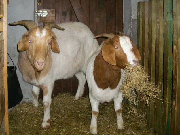 Ziegen Gismo und Kessy / © 2014 Tierhilfe Cat Trias