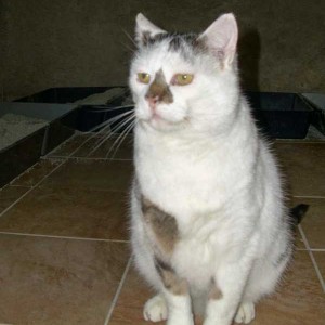 Kater Manni Kater Manni / © 2014 Tierhilfe Cat Trias