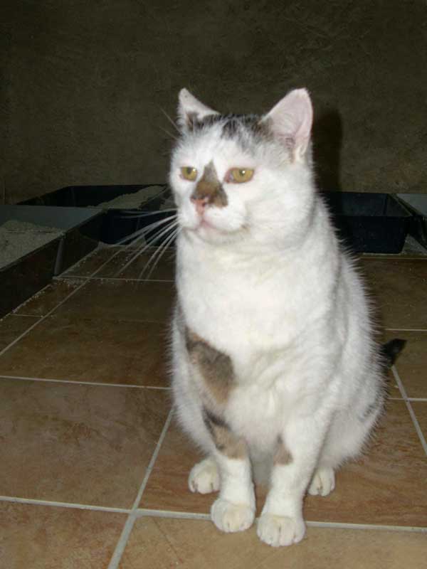 Kater Manni / © 2014 Tierhilfe Cat Trias