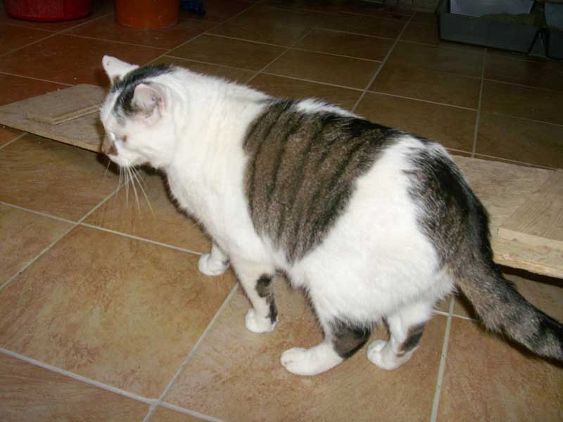 Kater Manni / © 2014 Tierhilfe Cat Trias