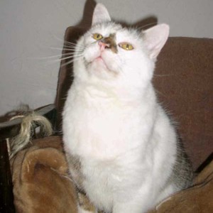 Kater Manni Kater Manni / © 2014 Tierhilfe Cat Trias