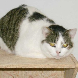 Kätzin Momo Kätzin Momo / © 2014 Tierhilfe Cat Trias