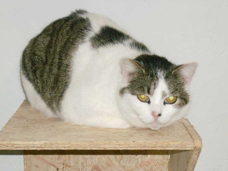 Kätzin Momo / © 2014 Tierhilfe Cat Trias