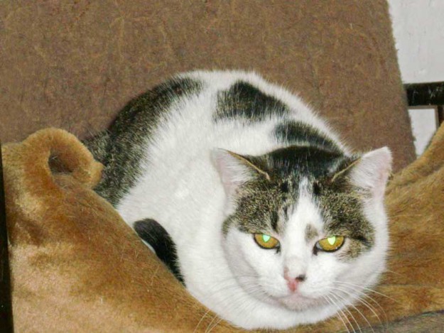 Kätzin Momo / © 2014 Tierhilfe Cat Trias