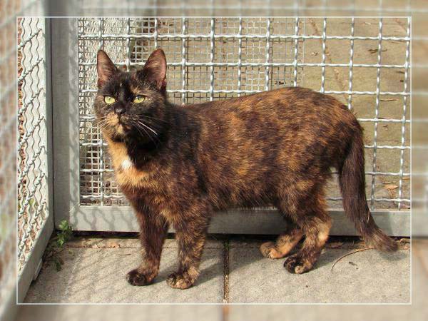 Kätzin Bonny - ehemals Sarah / © 2014 Tierheim Bad Wildungen