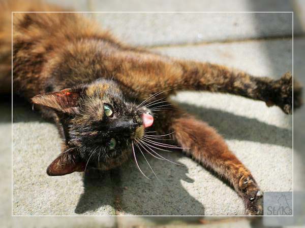 Kätzin Bonny - ehemals Sarah / © 2014 Tierheim Bad Wildungen