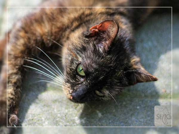 Kätzin Bonny - ehemals Sarah / © 2014 Tierheim Bad Wildungen