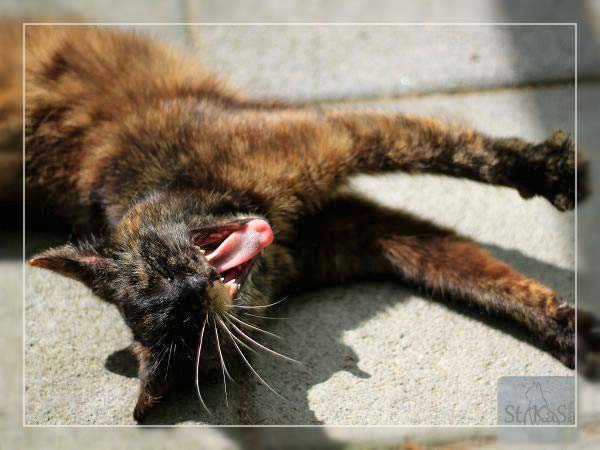 Kätzin Bonny - ehemals Sarah / © 2014 Tierheim Bad Wildungen