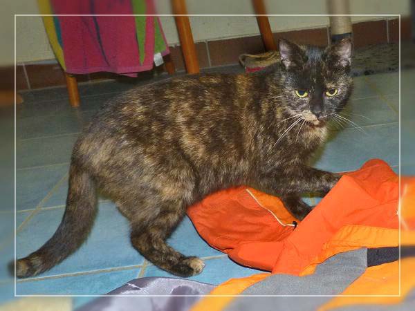 Kätzin Bonny - ehemals Sarah / © 2014 Tierheim Bad Wildungen