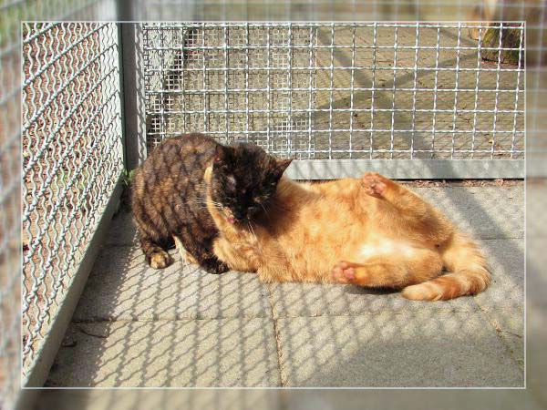 Kätzinnen Bonny (l.) und Clyde - ehemals Sarah und Henrietta / © 2014 Tierheim Bad Wildungen