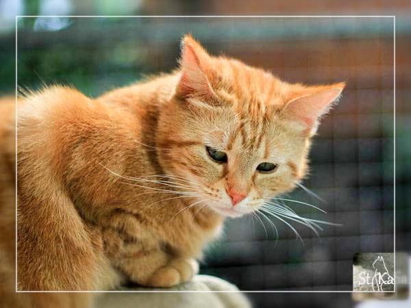 Kätzin Clyde - ehemals Henrietta / © 2014 Tierheim Bad Wildungen