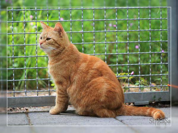 Kätzin Clyde - ehemals Henrietta / © 2014 Tierheim Bad Wildungen