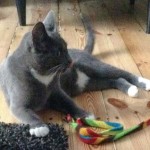 Kätzin Socke im neuen Zuhause / © 2014 Privat